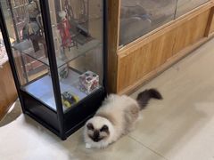 -藏猫猫咖啡主题馆(中央大道店)