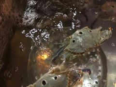 -渔家火锅·海鲜自助餐·演艺(亚龙湾天域酒店)
