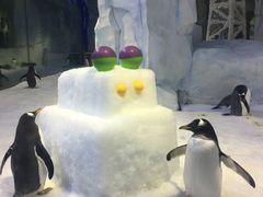 -芜湖新华联大白鲸海洋公园