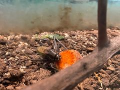 -上海昆虫博物馆