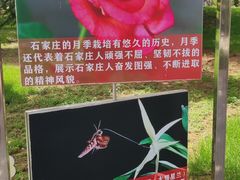 -石家庄市植物园