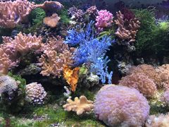 -中环花鸟鱼虫市场
