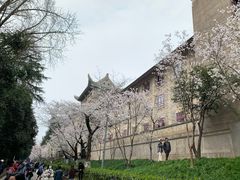 -武汉大学-樱园