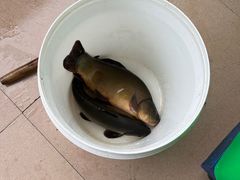 -煲来饱去冷水鱼