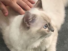 -瞄一喵猫咖(格力海岸店)