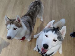 -Husky Go! 哈士奇体验馆·宠物咖啡厅狗咖