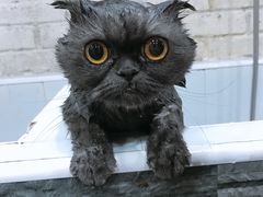 -八公叔叔宠物美容连锁(春申店)