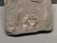 -湖南省地质博物馆