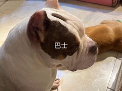 -萌喵宠狗爱心宠咖