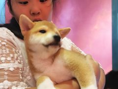 -猫色咖啡·猫咖