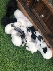 -萌宠亲子动物乐园(槐房万达店)