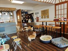 -豆柴町-柴犬主题狗咖(红鼎国际C座店)