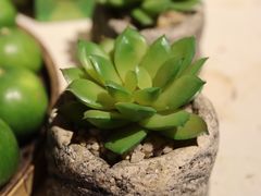 -半坡九号老挝冰咖啡