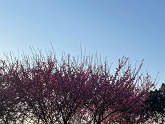 -杭州半山国家森林公园