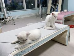 -喵百万·布偶·蓝金金渐层英短·猫舍(百子湾店)