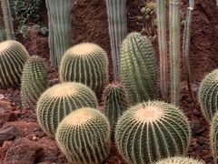 -昆明植物园