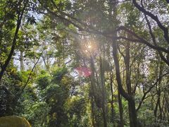 -火炉山森林公园