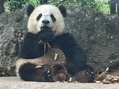 -都江堰中华大熊猫苑