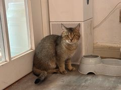 -楼上猫咖(罗湖店)