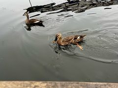 -西湖外事游船(花港观鱼码头)