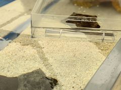 -上海海洋水族馆