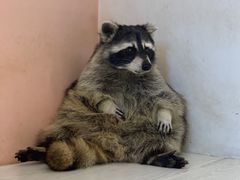 -浣熊柯尔鸭土拨鼠·电玩咖