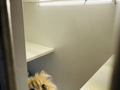 -十月米努特矮脚猫舍