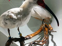 -陕西自然博物馆