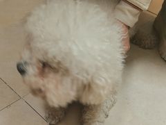 -艾贝尔宠物医院·狂犬免疫点(江山金象城店)