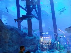 -迪拜水族馆及水下动物园