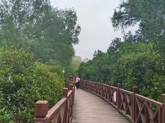 -大亚湾红树林城市湿地公园