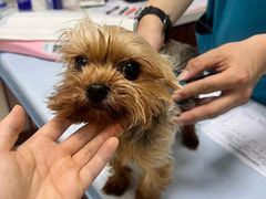 -美联众合动物医院·24h转诊中心