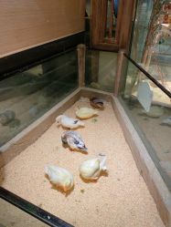 -造物庄园 萌宠纪(苏州湾歌林公园店)