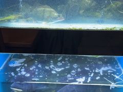 -全乐鱼馆·淳牌有机鱼直营店