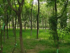 -大兴滨河森林公园