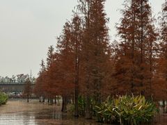 -白鹭湾湿地公园