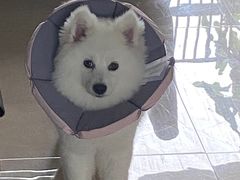 -宠物星动物医院·眼科·异宠·猫科(江南大道总院)