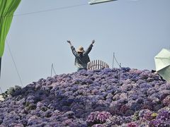 -荷兰花海
