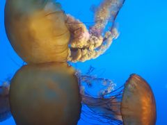 -太平洋海底世界