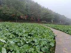 -广州市石门国家森林公园