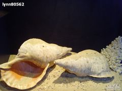 -亚龙湾中心广场·贝壳馆