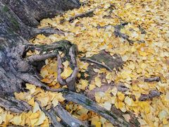 -华雅花园大酒店