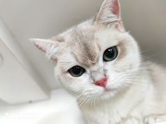 -东方名猫馆·英短金渐层布偶猫舍(环线广场1号楼店)