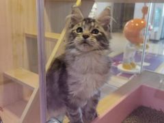 -爪爪喵星球·猫舍(前海卓越店)