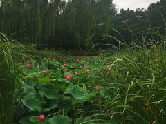 -丰台科技园生态主题公园
