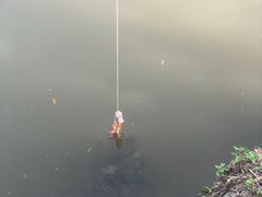 -同銮特种养殖场·龙虾垂钓