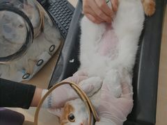 -萌兽医馆·眼科·异宠专科(三里屯店)