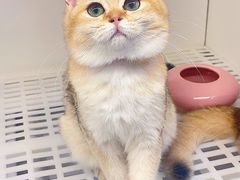 -lincat·猫舍(广州店)