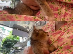 -猫咪派对(江南西店)
