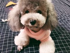-PETKIT小佩宠物(昭化店)